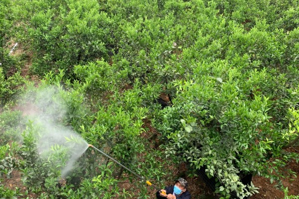 甜橙病虫害的农药防治方法,常见的有黄龙病、溃疡病等