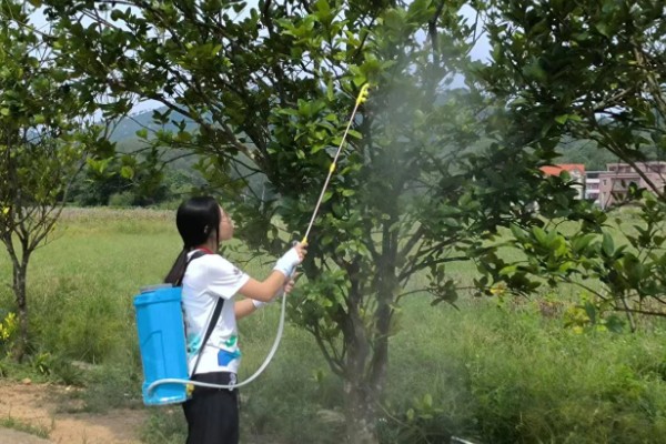 甜橙病虫害的农药防治方法,常见的有黄龙病、溃疡病等