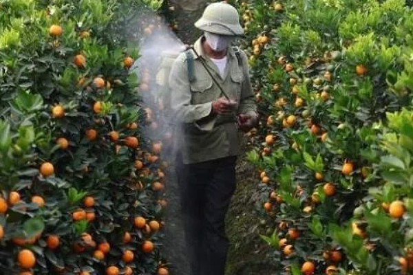 甜橙病虫害的农药防治方法,常见的有黄龙病、溃疡病等