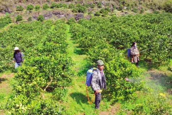 甜橙病虫害的农药防治方法,常见的有黄龙病、溃疡病等