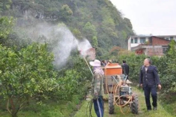 甜橙病虫害的农药防治方法,常见的有黄龙病、溃疡病等