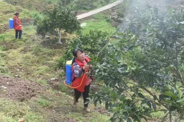 甜橙病虫害的农药防治方法,常见的有黄龙病、溃疡病等