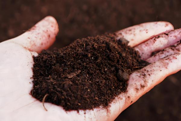 葡萄秋季施什么肥料,可以选择有机肥、复合肥等