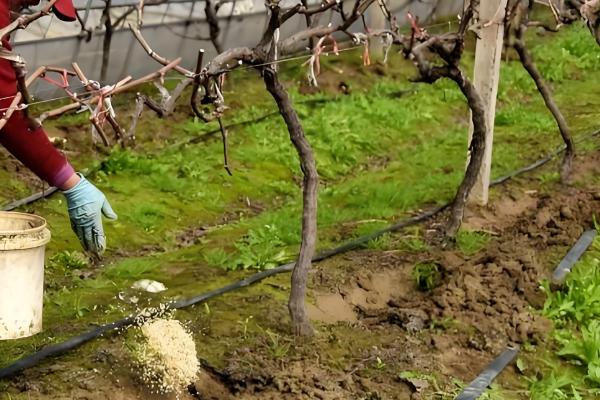 葡萄秋季施什么肥料,可以选择有机肥、复合肥等