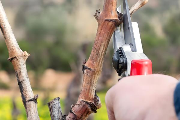 葡萄秋季施什么肥料,可以选择有机肥、复合肥等