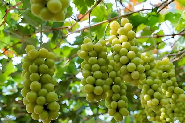 葡萄秋季施什么肥料,可以选择有机肥、复合肥等