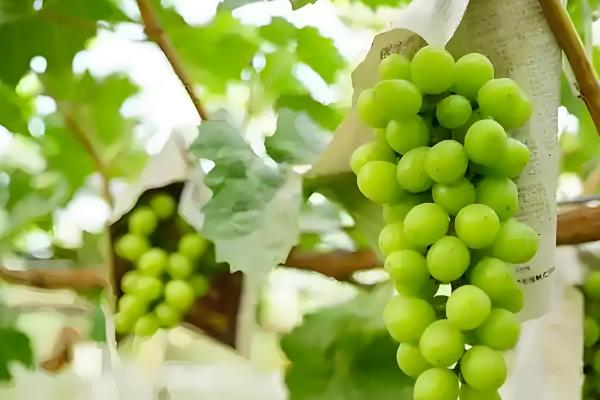 葡萄秋季施什么肥料,可以选择有机肥、复合肥等