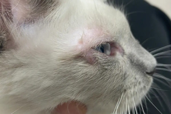 猫咪眼睛上方变秃的原因，舍弃部分眉毛更方便捕猎