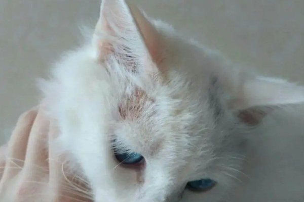 猫咪眼睛上方变秃的原因，舍弃部分眉毛更方便捕猎