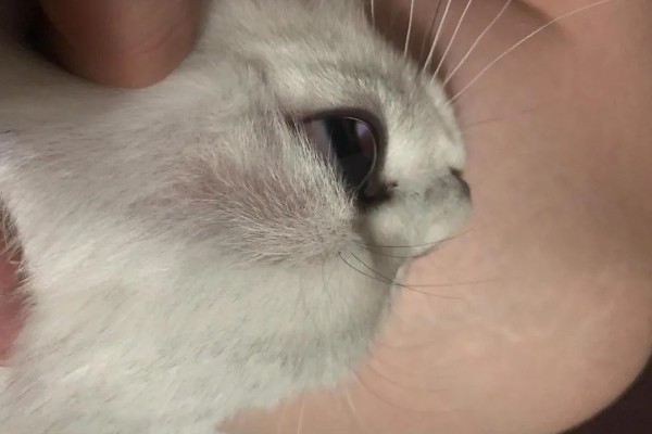 猫咪眼睛上方变秃的原因，舍弃部分眉毛更方便捕猎