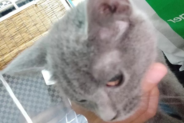 猫咪眼睛上方变秃的原因，舍弃部分眉毛更方便捕猎