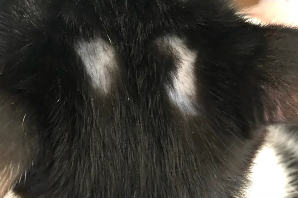 猫咪眼睛上方变秃的原因，舍弃部分眉毛更方便捕猎