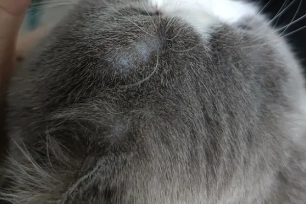 猫咪眼睛上方变秃的原因，舍弃部分眉毛更方便捕猎