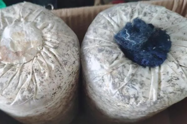 怎么用菌包种植蘑菇，每天早晚各喷一次水