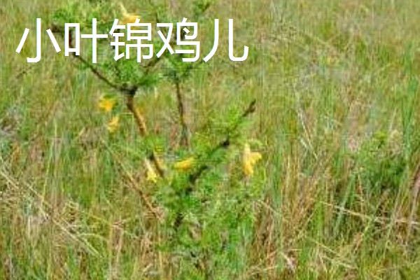 锦鸡儿怎么养殖,平时提供全天的日照