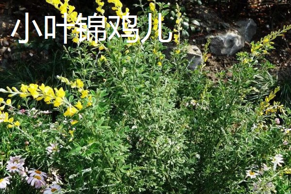锦鸡儿怎么养殖,平时提供全天的日照