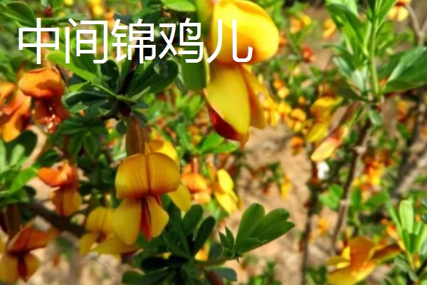 锦鸡儿怎么养殖,平时提供全天的日照
