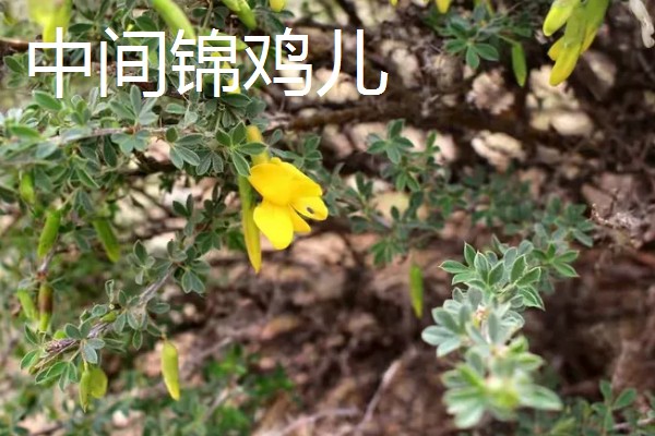 锦鸡儿怎么养殖,平时提供全天的日照