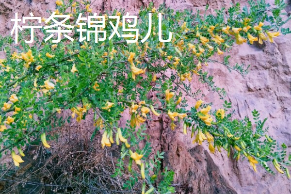 锦鸡儿怎么养殖,平时提供全天的日照