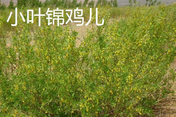 锦鸡儿怎么养殖,平时提供全天的日照
