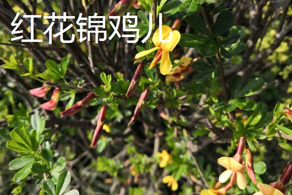 锦鸡儿怎么养殖,平时提供全天的日照