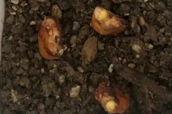 榴莲籽种小盆栽的方法,播种前先浸种