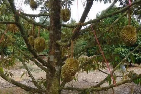 榴莲籽种小盆栽的方法,播种前先浸种