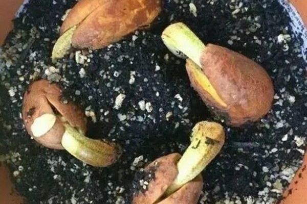 榴莲籽种小盆栽的方法,播种前先浸种