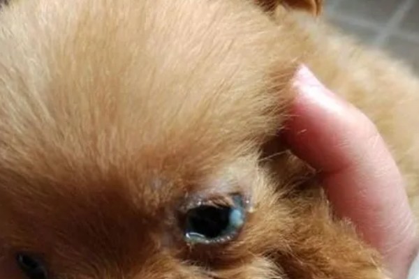 狗狗为什么眼屎多，常见饮食不当、鼻泪管阻塞等原因