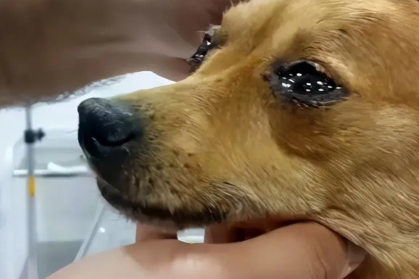 狗狗为什么眼屎多，常见饮食不当、鼻泪管阻塞等原因