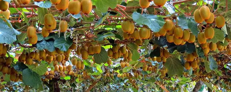 如何才能提高猕猴桃的品质，需要合理留果