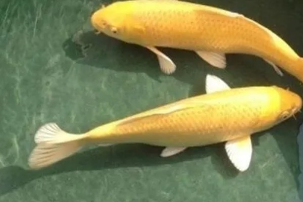 黄金锦鲤为何颜色变浅,可能是光照时间长、喂食不当等因素所致