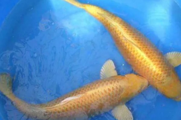 黄金锦鲤为何颜色变浅,可能是光照时间长、喂食不当等因素所致