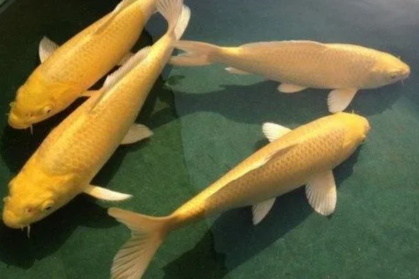 黄金锦鲤为何颜色变浅,可能是光照时间长、喂食不当等因素所致