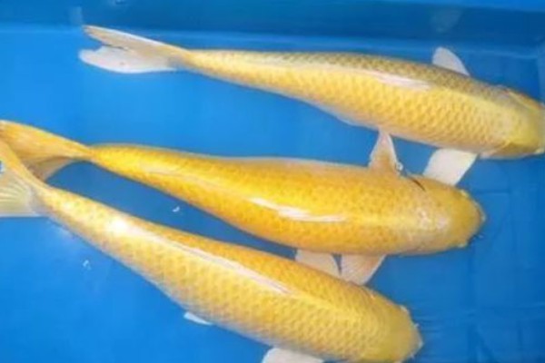 黄金锦鲤为何颜色变浅,可能是光照时间长、喂食不当等因素所致