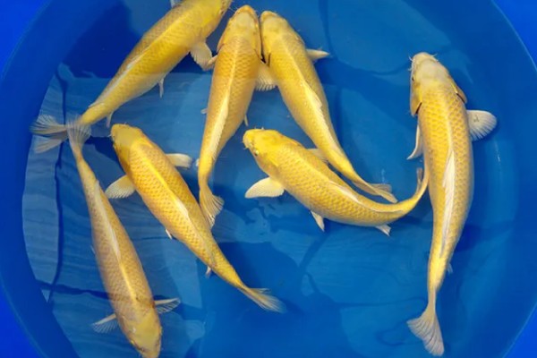 黄金锦鲤为何颜色变浅,可能是光照时间长、喂食不当等因素所致