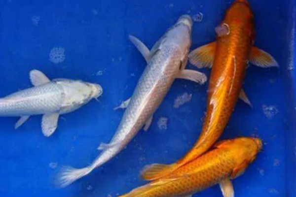 黄金锦鲤为何颜色变浅,可能是光照时间长、喂食不当等因素所致