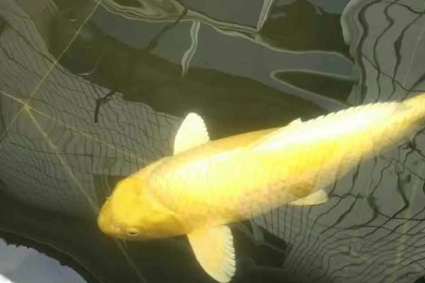 黄金锦鲤为何颜色变浅,可能是光照时间长、喂食不当等因素所致