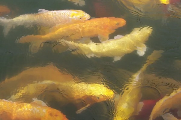 黄金锦鲤为何颜色变浅,可能是光照时间长、喂食不当等因素所致