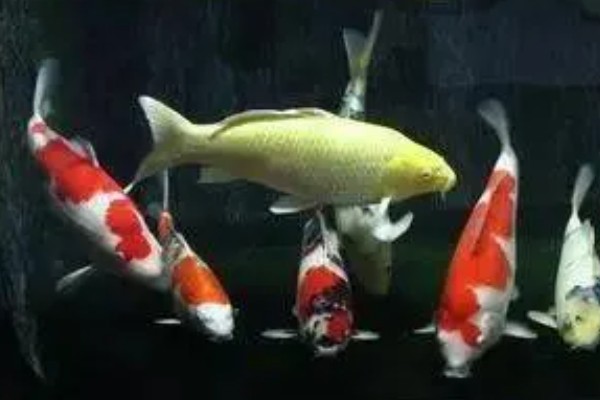 黄金锦鲤为何颜色变浅,可能是光照时间长、喂食不当等因素所致