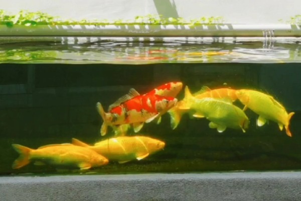 黄金锦鲤为何颜色变浅,可能是光照时间长、喂食不当等因素所致