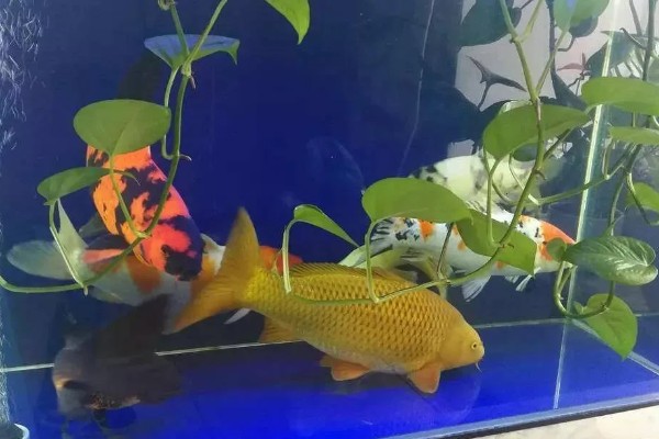 黄金锦鲤为何颜色变浅,可能是光照时间长、喂食不当等因素所致