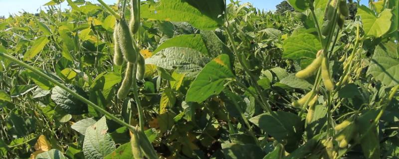 道秋11大豆品种简介，播种量5-6公斤
