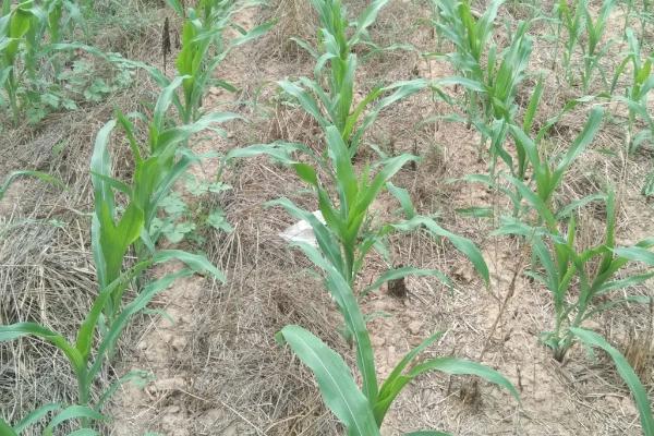 硕玉288玉米种子特征特性，中抗瘤黑粉病