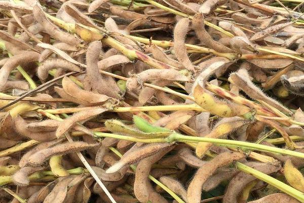囤豆1号大豆品种的特性,根据肥力一般亩保苗67万株