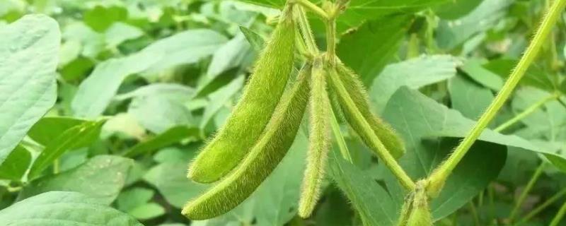 囤豆1号大豆品种的特性，根据肥力一般亩保苗67万株