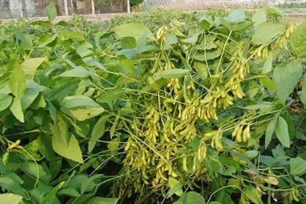 囤豆1号大豆品种的特性,根据肥力一般亩保苗67万株