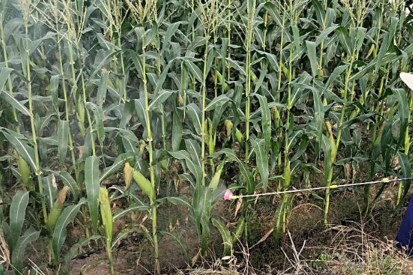 硕玉288玉米种子特征特性，中抗瘤黑粉病
