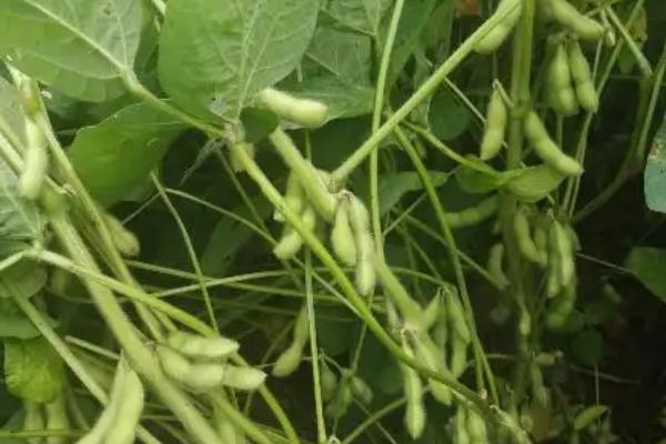 囤豆1号大豆品种的特性,根据肥力一般亩保苗67万株
