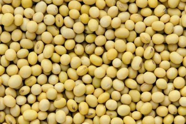 道秋11大豆品种简介,播种量5-6公斤